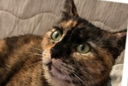 Disappearance alert Cat Female , 2 years Ris-Orangis France Disappearance alert Cat Female , 2 years Ris-Orangis France