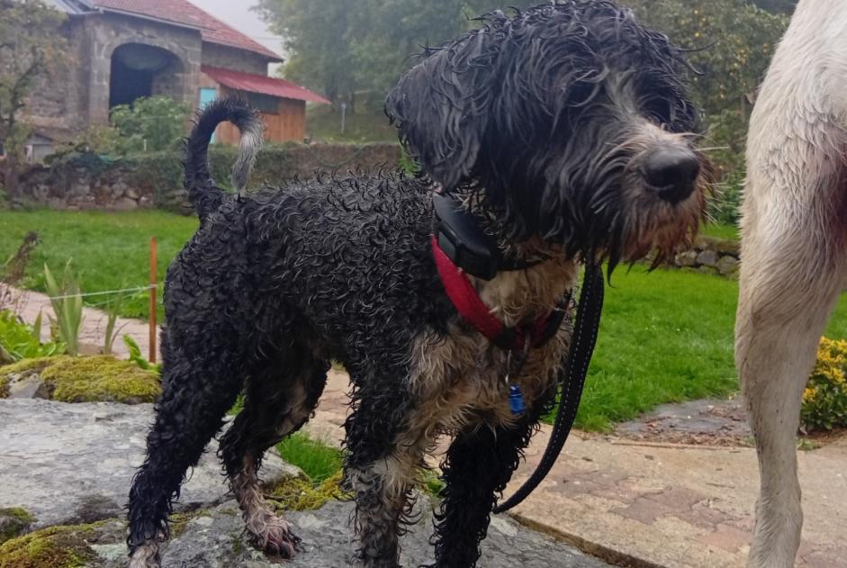 Discovery alert Dog Male Reilhac France Discovery alert Dog Male Reilhac France