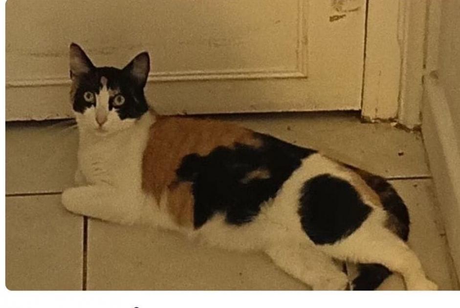 Alerte Disparition Chat croisement Femelle , 1 ans Roubaix France