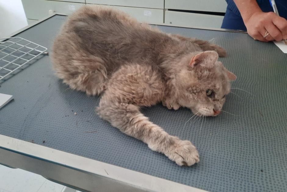 Alerte Découverte Chat Mâle , 15 ans Saint-Sébastien-de-Morsent France