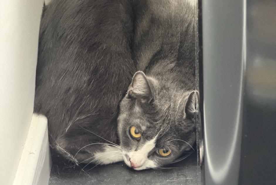 Alerte Découverte Chat croisement Inconnu Linselles France