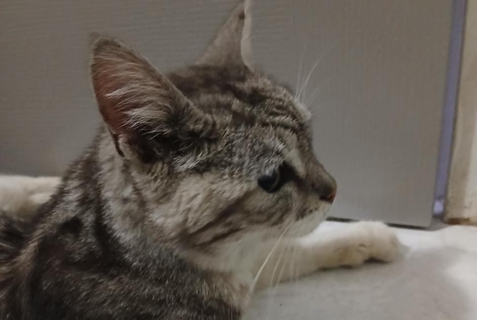 Alerte Découverte Chat Femelle , 10 ans Meaux France Alerte Découverte Chat Femelle , 10 ans Meaux France