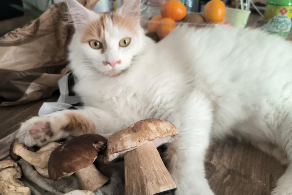 Alerta desaparecimento Gato Macho , 3 anos Aurillac France Alerta desaparecimento Gato Macho , 3 anos Aurillac France
